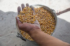 росія вивозить тонни зерна з окупованих українських територій, свідчать розслідування