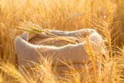 Мінагрополітики з NASA Harvest зробили оцінку виробництва пшениці на тимчасово окупованих територіях за 2022/23 і 2023/24 МР