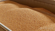 Україна у листопаді експортувала 3,9 млн тонн зерна