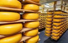 Зростання імпорту сиру невідворотнє - ІНФАГРО