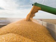 Україна зможе експортувати 50 млн т зерна, - УЗА