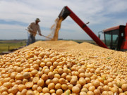 Бразилія може експортувати рекордний обсяг сої та кукурудзи попри посуху в Амазонії, а в Україні у листопаді переробка сої сягнула максимуму з 2020 р.