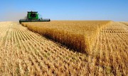 Мінагро збільшило прогноз виробництва цьогорічного врожаю зернових та олійних до 81,3 млн т. В Україні рекордна врожайність зернових