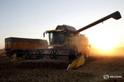 Сильні дощі вразили посіви озимої пшениці та ячменю у Франції