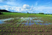 Поточні погодні умови в ЄС можуть завдати шкоди посівам озимих