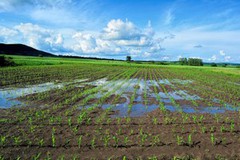 Поточні погодні умови в ЄС можуть завдати шкоди посівам озимих