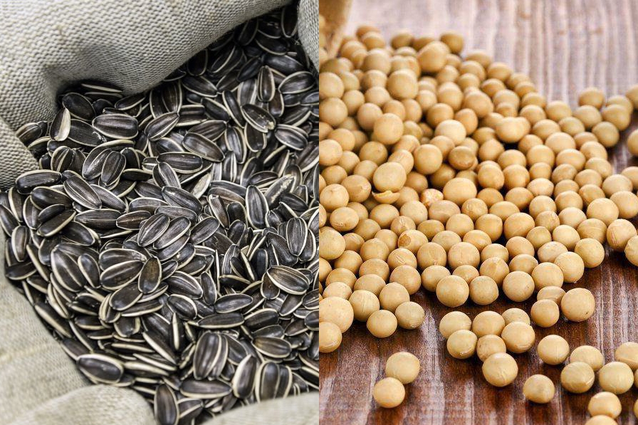 ФАО оголосила тендер на насіння сої та соняшнику для українських фермерів