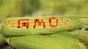 У ЄС готують послаблення правил щодо ГМО