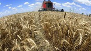 У Латвії правляча коаліція домовилася заборонити імпорт зерна з рф та білорусі