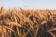 Експорт української пшениці у 2023/24 МР досяг 10 млн тонн