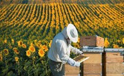 Мінагрополітики: нові нормативні зміни в галузі бджільництва мають повністю відповідати вимогам ЄС