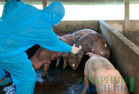AVAC передає Румунії 10 тис. доз вакцини від африканської чуми свиней