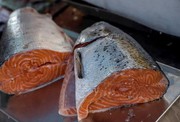 ФАО надасть корми для підтримки виробників лососевих видів риб по всій Україні