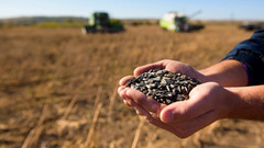 ФАО надасть українським фермерам насіння сої та соняшника для весняної посівної кампанії
