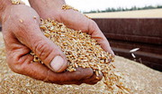 Франція хоче розширити обмеження ЄС для імпорту з України - додати квоти на зерно