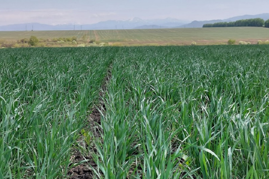 Погода в основних країнах – експортерах зерна сприяє розвитку посівів