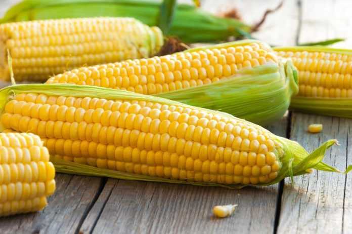 Виробництво кукурудзи у Мексиці зростає