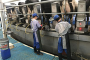 Китай скорочує імпорт молочної продукції через зростання внутрішнього виробництва