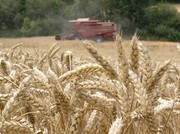 Україна очікує меншого врожаю зернових цього року, що матиме глобальні наслідки