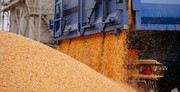 У лютому ЄС уперше за останні місяці скоротив імпорт українського зерна