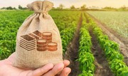 Банки готові знижувати відсоткові ставки для агробізнесу за стандартними програмами кредитування
