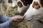 Уряд майже вдвічі збільшив ліміт на кредити для виробників тваринницької галузі