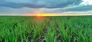 Українські аграрії вже засіяли майже 3,5 млн гектарів ярих зернових і зернобобових