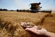 Чи можуть фермери експортувати зерно без допомоги великих гравців ринку