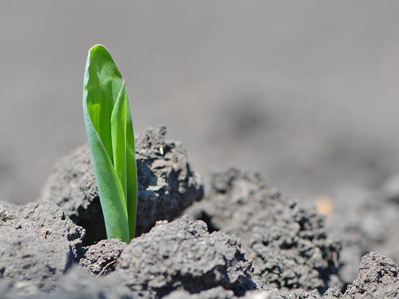 Агрометеорологічні умови другої декади травня в Україні сприяли фазовій зміні рослин