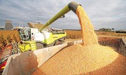 Прогнози запасів пшениці у Франції у 2023/24 МР зростають