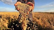 УЗА знизила прогноз врожаю у 2024 році – до 74,6 млн т зернових та олійних