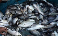 У 2023 році виловлено 24,5 тис. тонн риби