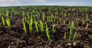 Аграрії України засіяли понад 98% площ зернових і зернобобових