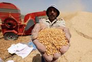 Єгипет планує протягом 2024 року зменшити імпорт пшениці