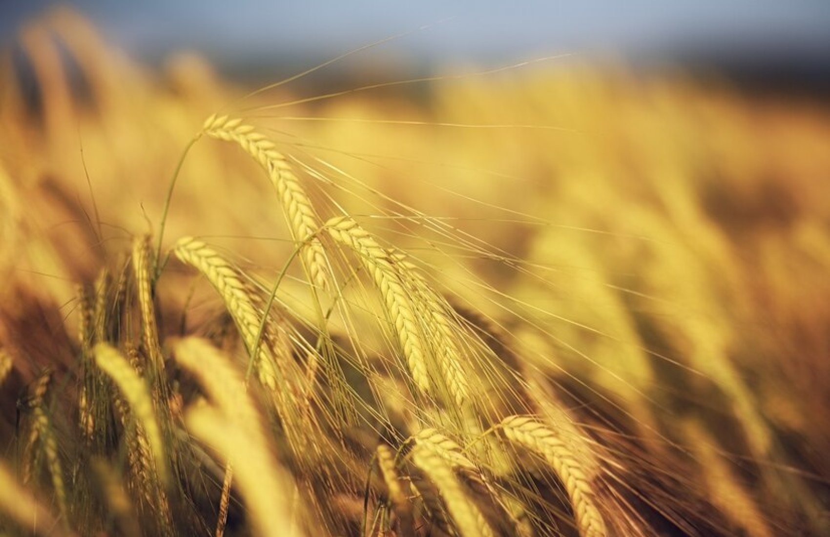 Виробництво зернових буде збитковим, заробити допоможуть соняшник та ріпак, – дослідження
