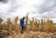 Ель-Ніньйо може призвести до продовольчої кризи в Південній Африці