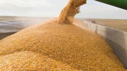Німеччина допоможе Україні зберегти експорт агротоварів на рівні 7,2 млн тонн щомісяця - Мінсільгосп Німеччини