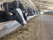Найкраща продуктивність корів у тих областях, де є просунуті агрокомпанії та ферми великих переробників молока