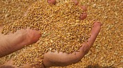 Марокко у 2024 році може стати одним із найбільших імпортерів пшениці
