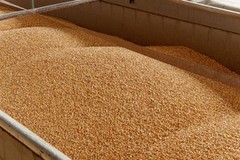 Уряд Індії впровадив обмеження щодо внутрішніх запасів пшениці