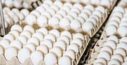 Україна майже вичерпала квоту на експорт яєць до ЄС