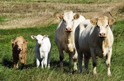 У ДАР надійшло майже 15 тисяч заявок від аграріїв на суму 607 млн грн на допомогу для утримання поголів’я корів