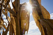 Аргентина вперше за 15 років відправить кукурудзу до Китаю