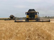 В Україні вже збирають пшеницю, ячмінь, горох і ріпак