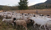 У ДАР надійшло майже 2 тис. заявок на суму понад 206 млн грн на допомогу для утримання поголів’я кіз чи овець