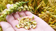 Методика визначення країни походження зерна буде готова до кінця серпня