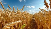 Врожайність озимих пшениці та ячменю у 2024 р. може бути на 5-7% нижчою за торішню - Висоцький