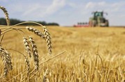 Молдова звільнить українське транзитне зерно від фітосанітарного контролю