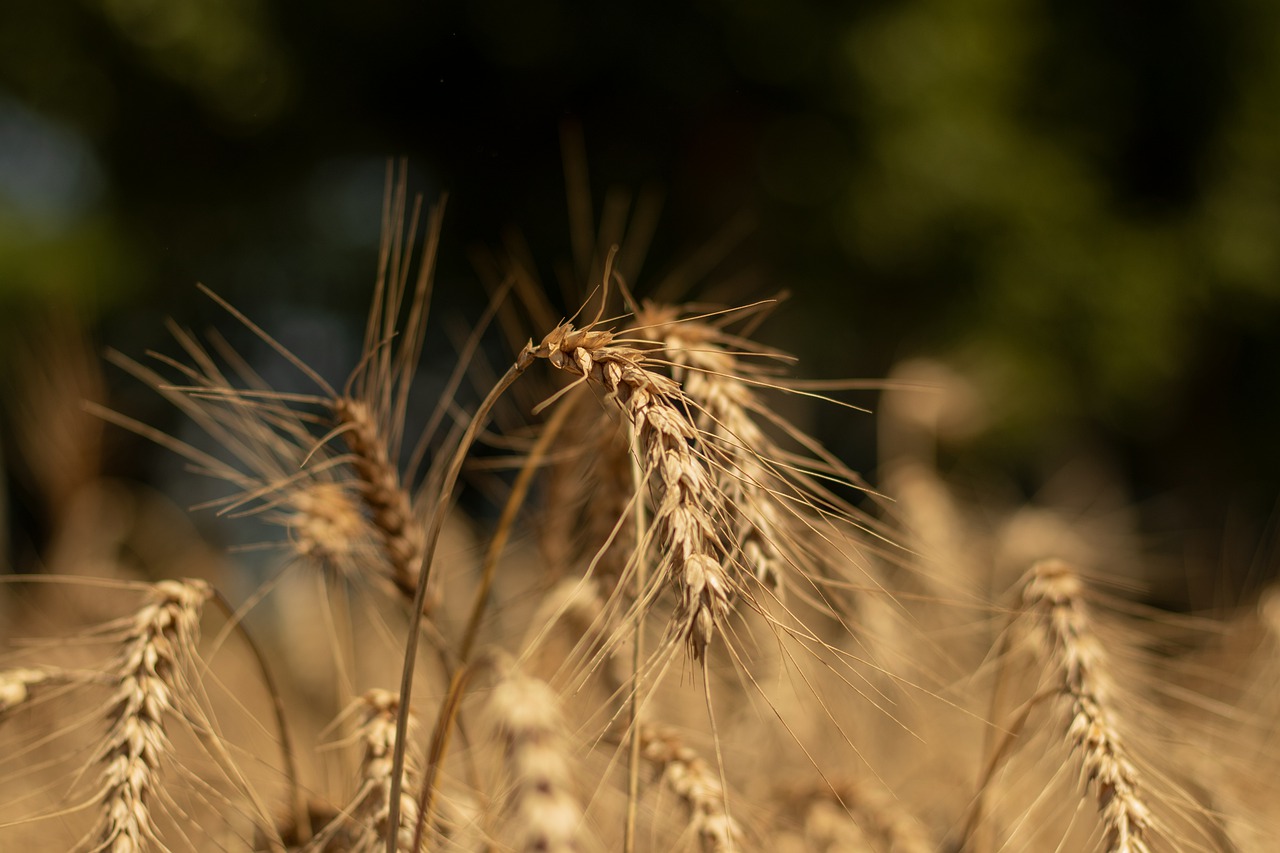 Спека не матиме критичного ефекту на ранні зернові
