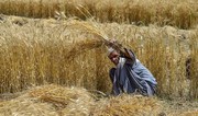 Пакистан заборонив імпорт пшениці та експорт борошна